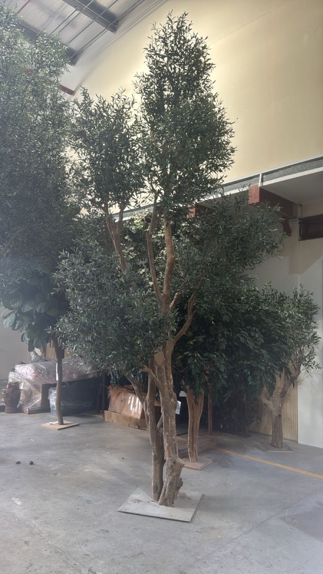 A tall olive tree on a steel base in a workshop, awaiting installation, designed by Radwa Interiors.