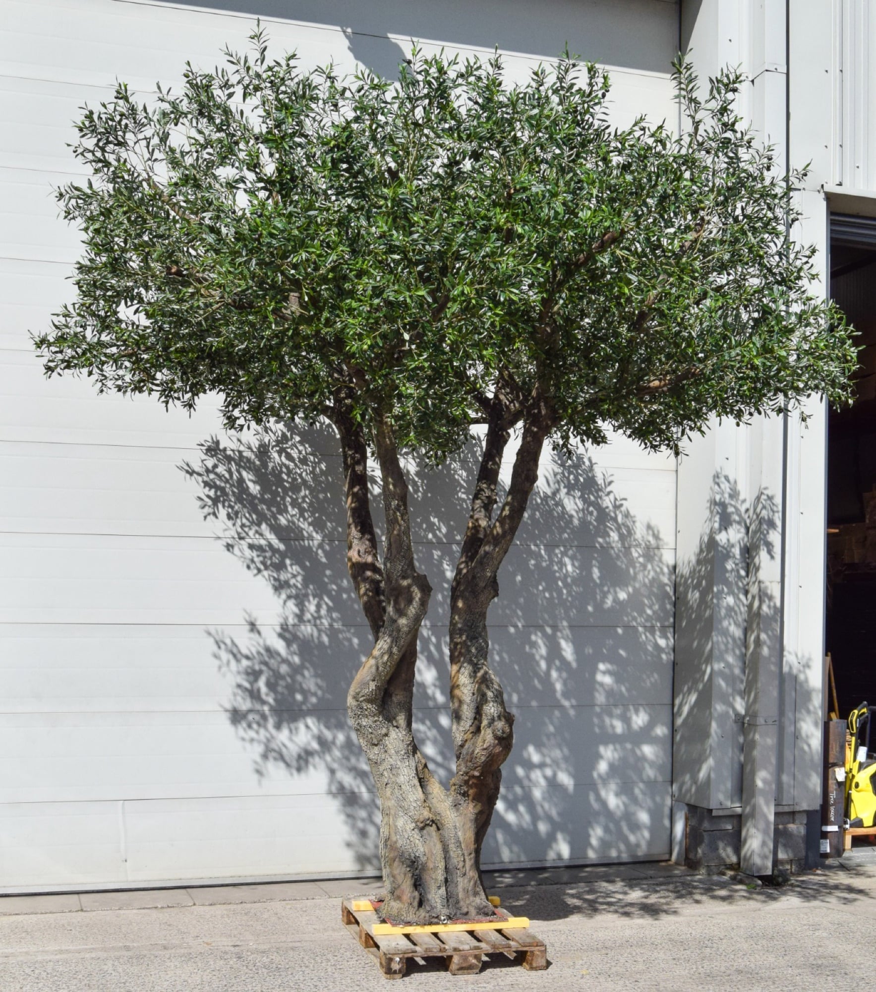A mature twin-trunked olive tree on a pallet outside a workshop, casting its shadow on the wall behind, designed by Radwa Interiors.