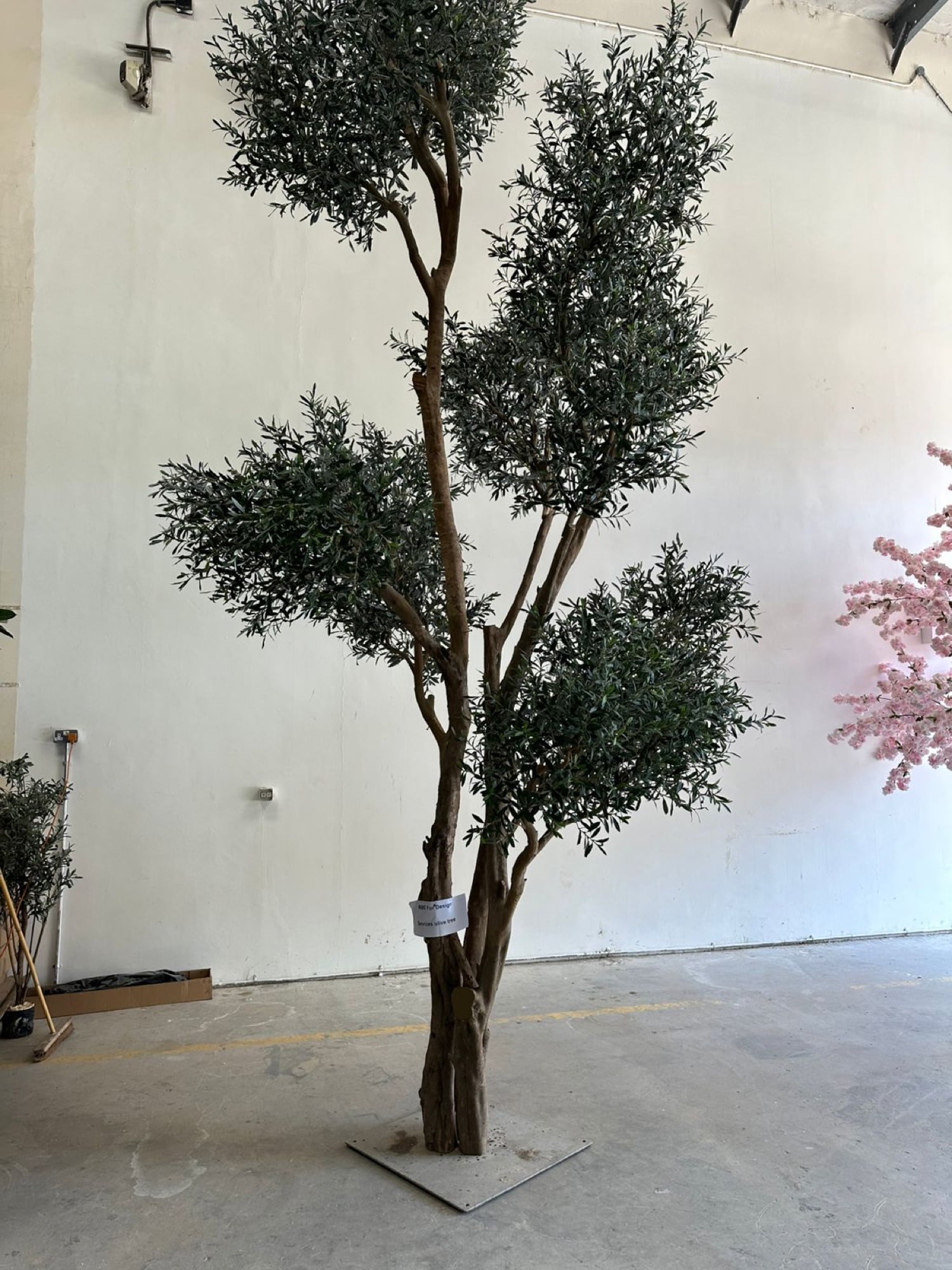 A slim multi-stemmed olive tree on a steel plate in a workshop, beside a blossom tree, designed by Radwa Interiors.