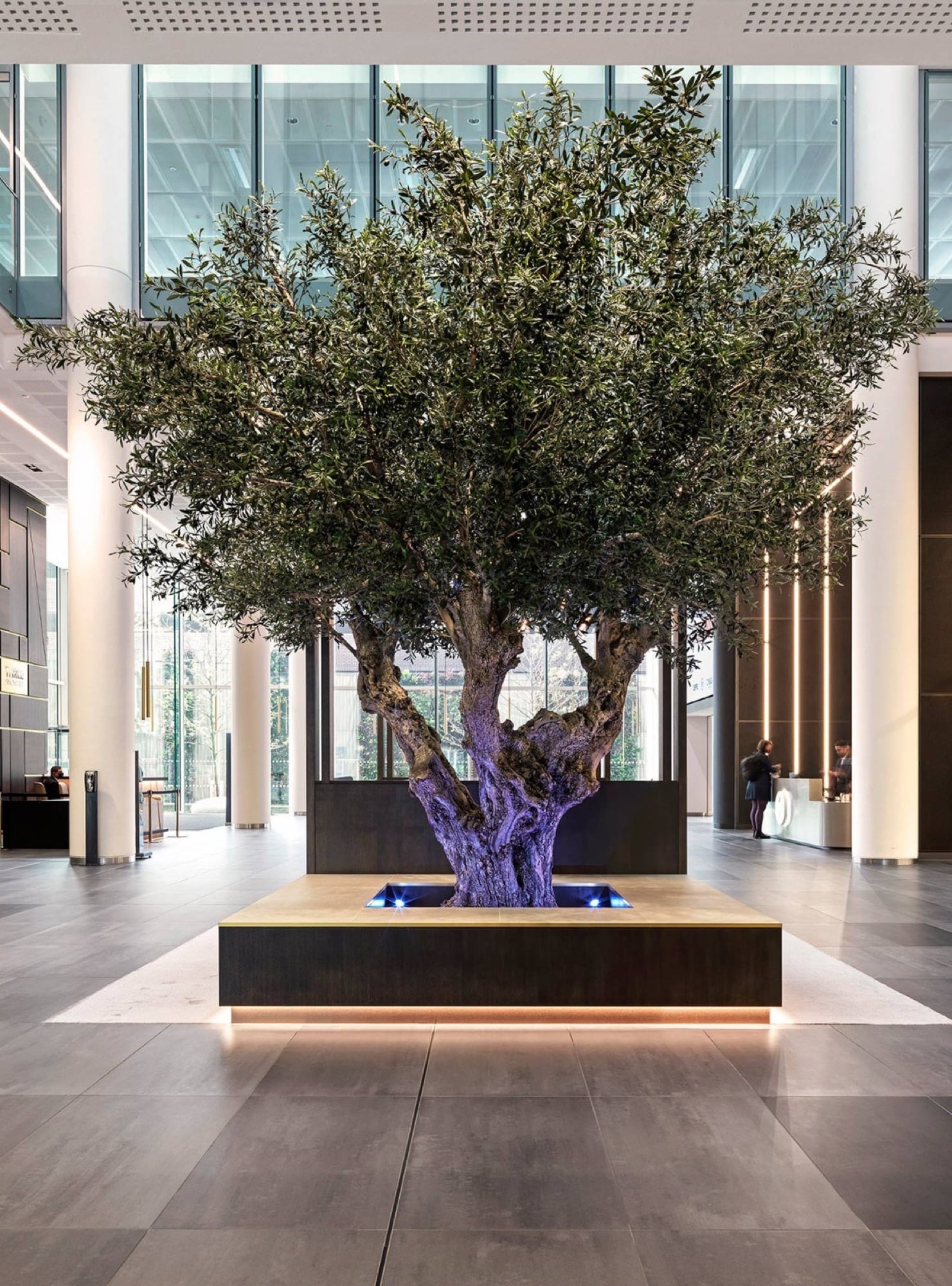 A large olive tree installed in a dark planter at the centre of a commercial lobby, lit from the base, designed by Radwa Interiors.