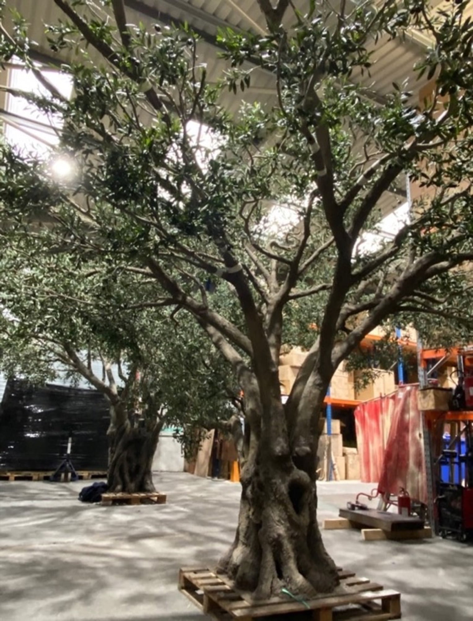 Two mature olive trees on pallets inside a fabrication workshop, designed by Radwa Interiors.