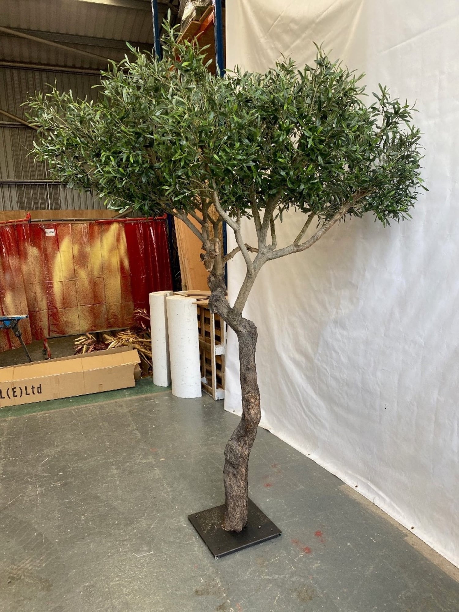 An olive tree with a curved trunk on a square steel base, against a white backdrop in a workshop, designed by Radwa Interiors.