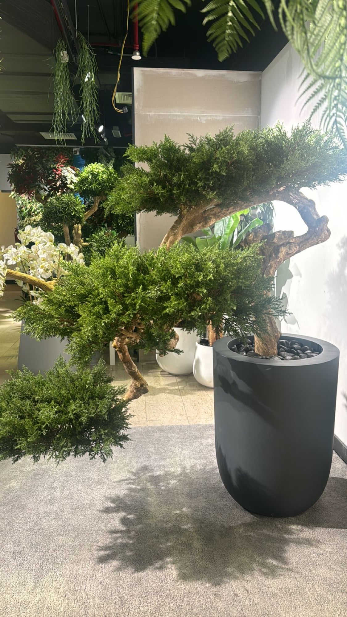 A sculpted juniper in a tall charcoal planter, among other trees and foliage in a showroom, designed by Radwa Interiors.