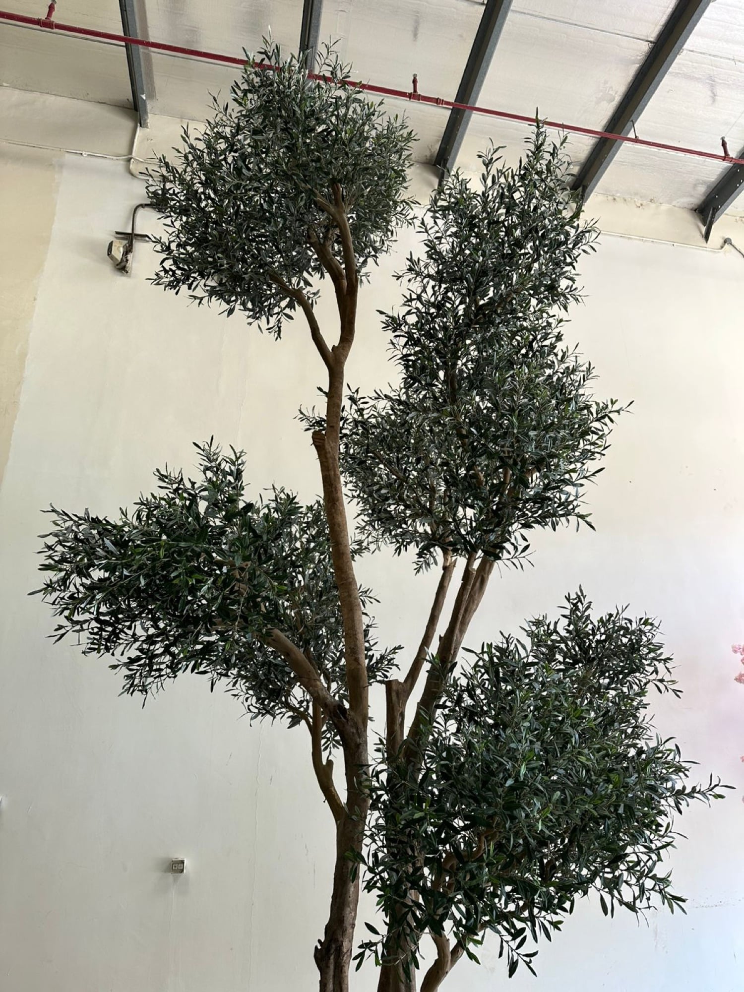 A tiered olive tree seen from below against a workshop roof structure, designed by Radwa Interiors.