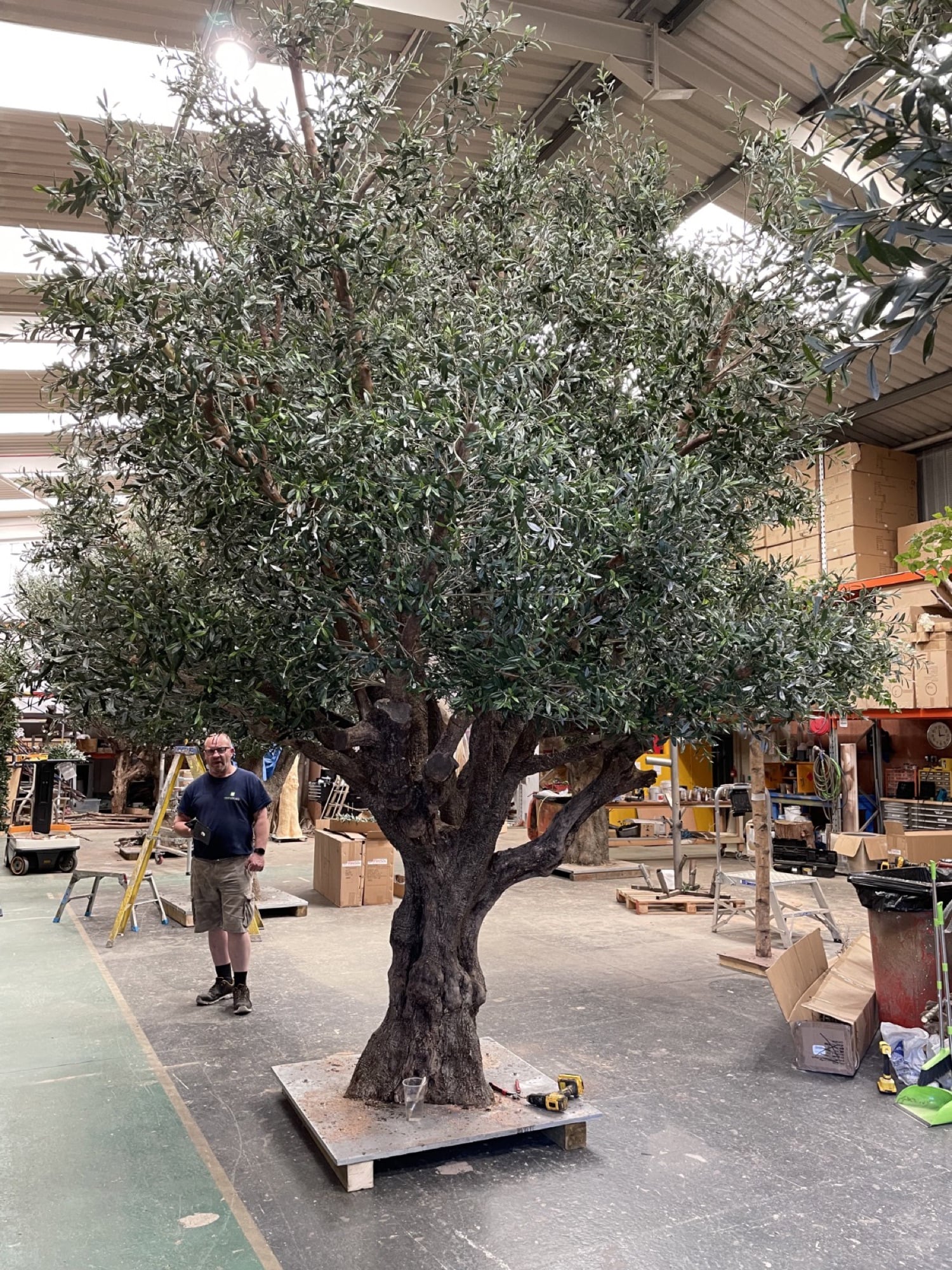 A very large olive tree in a workshop with a person standing beside it, showing its scale, designed by Radwa Interiors.